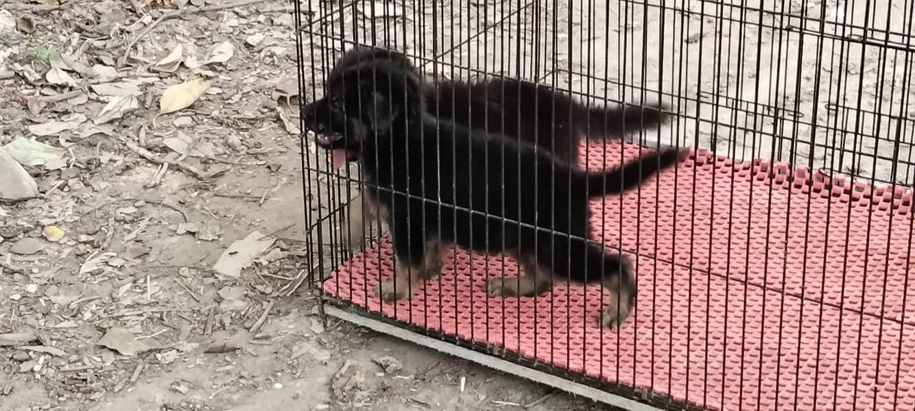 German Shepherd 4