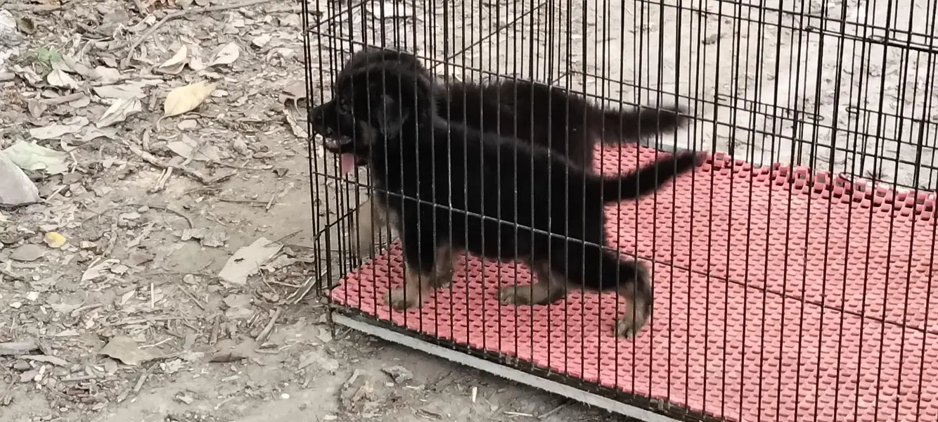 German Shepherd — photo 5