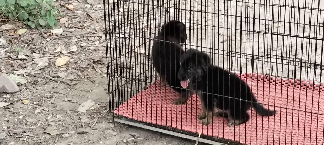 German Shepherd 5