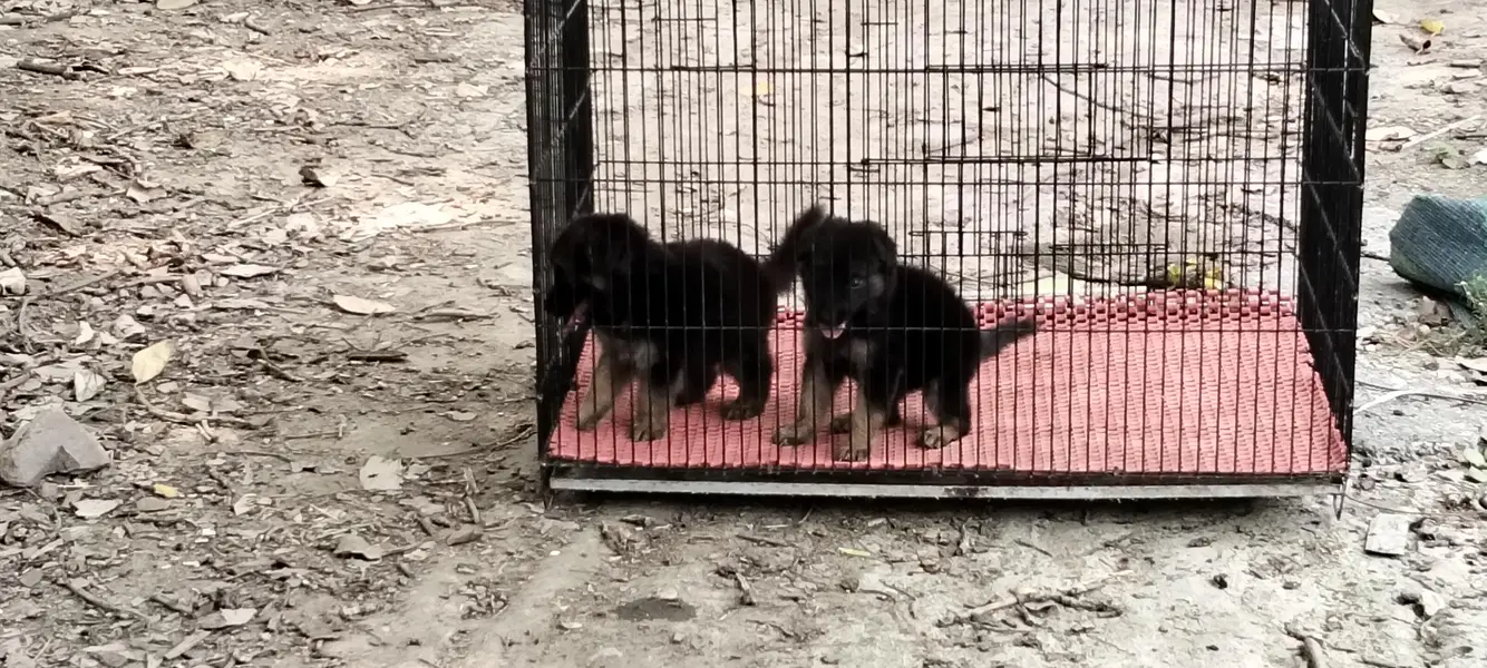 German Shepherd — photo 10