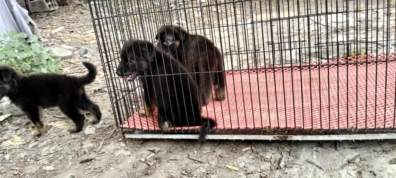 German Shepherd — photo 11