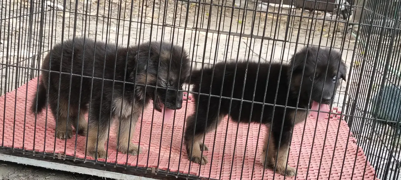 German Shepherd — photo 12