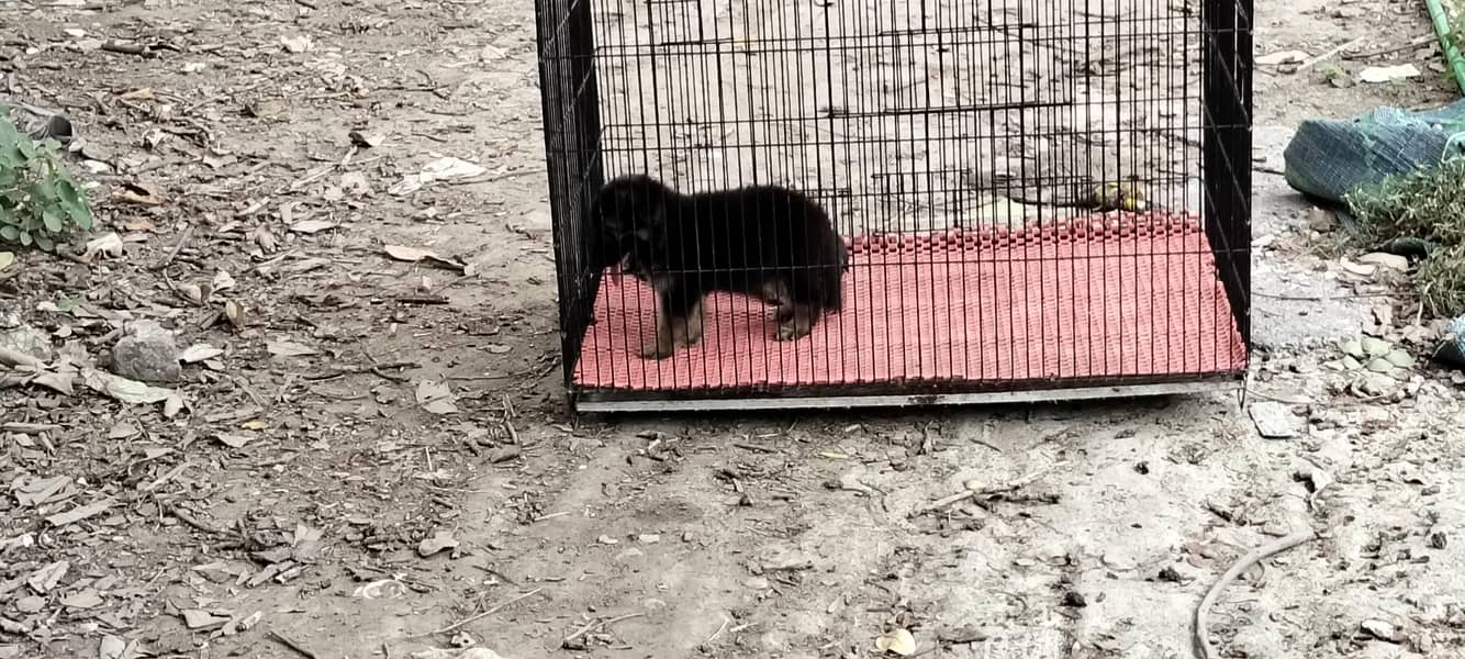 German Shepherd 12
