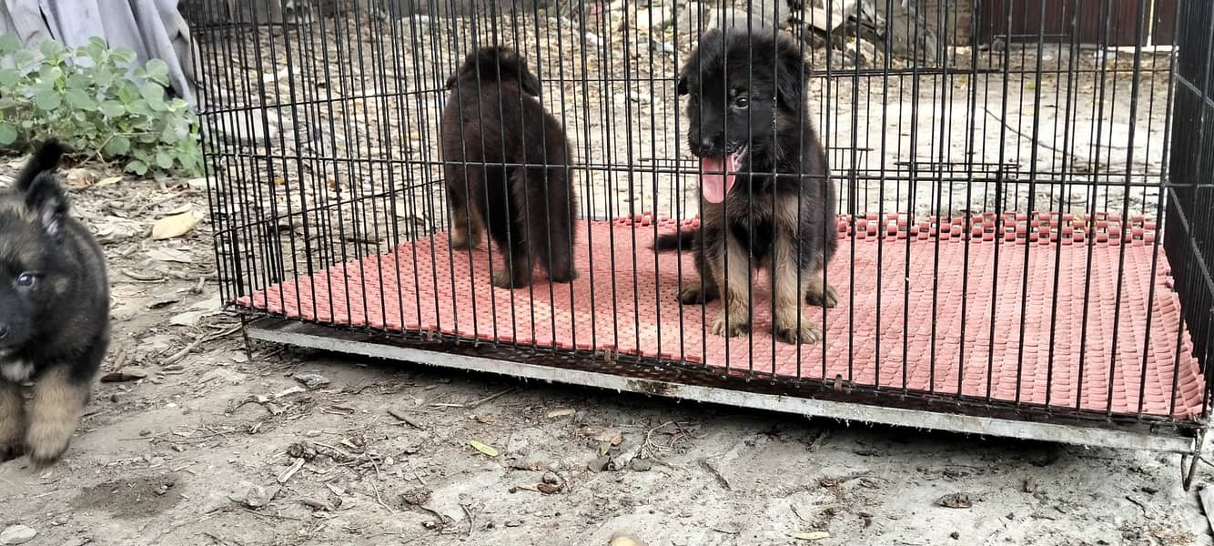 German Shepherd 13