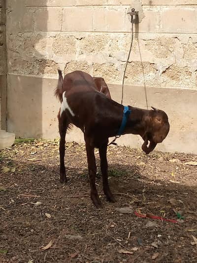 bakri