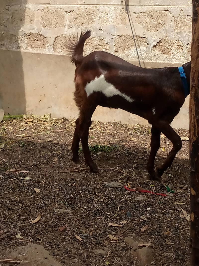 bakri 1