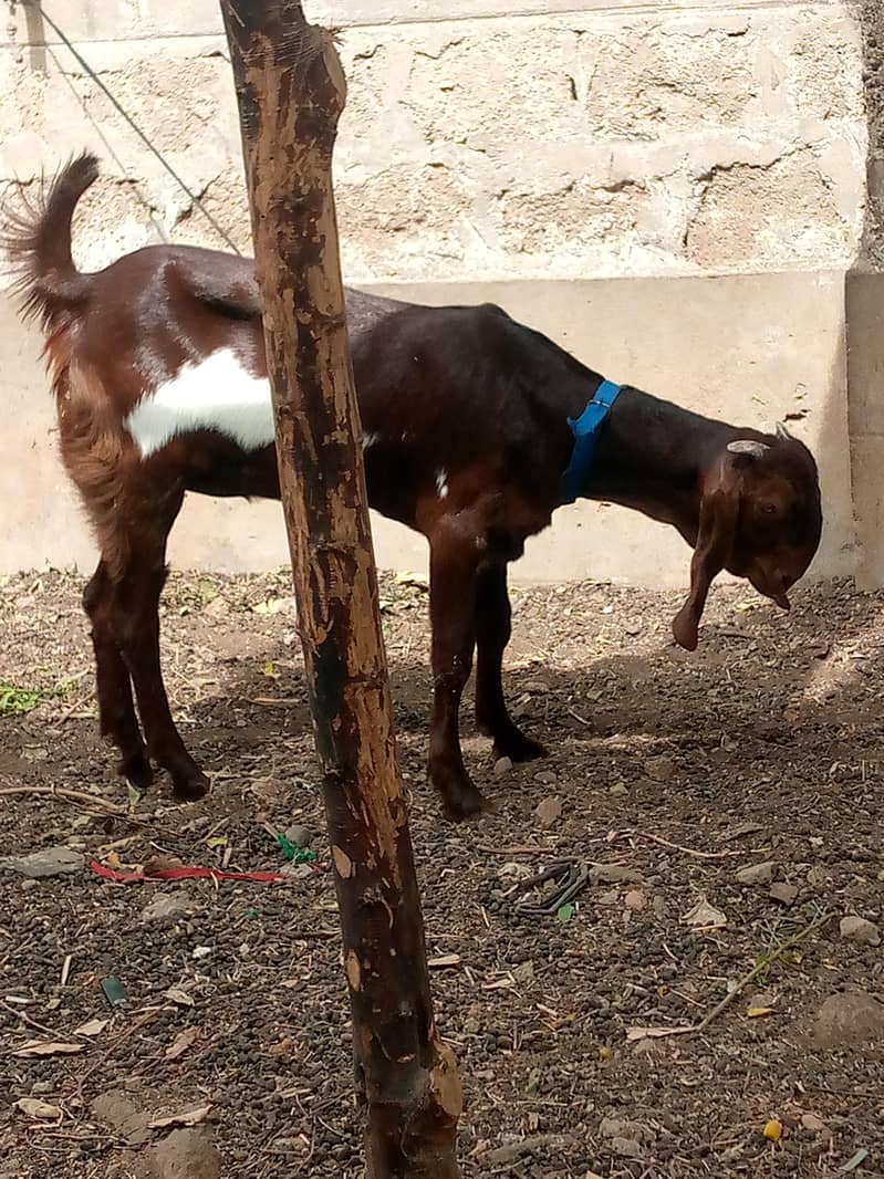 bakri 2