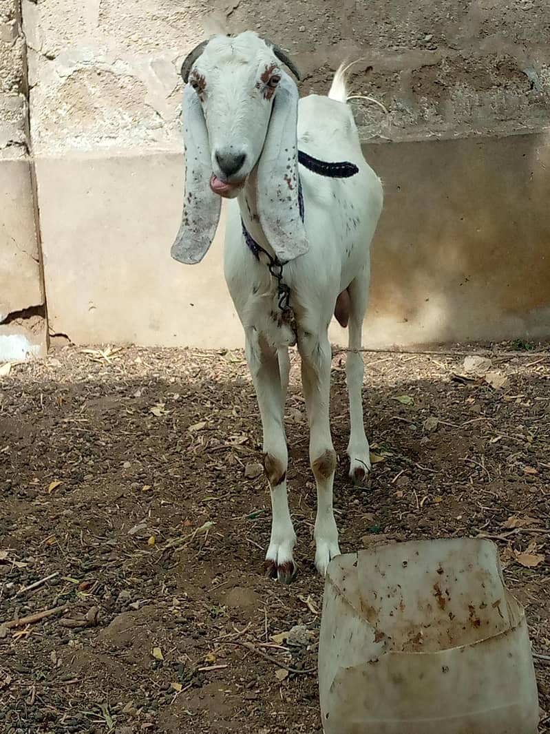 bakri 3