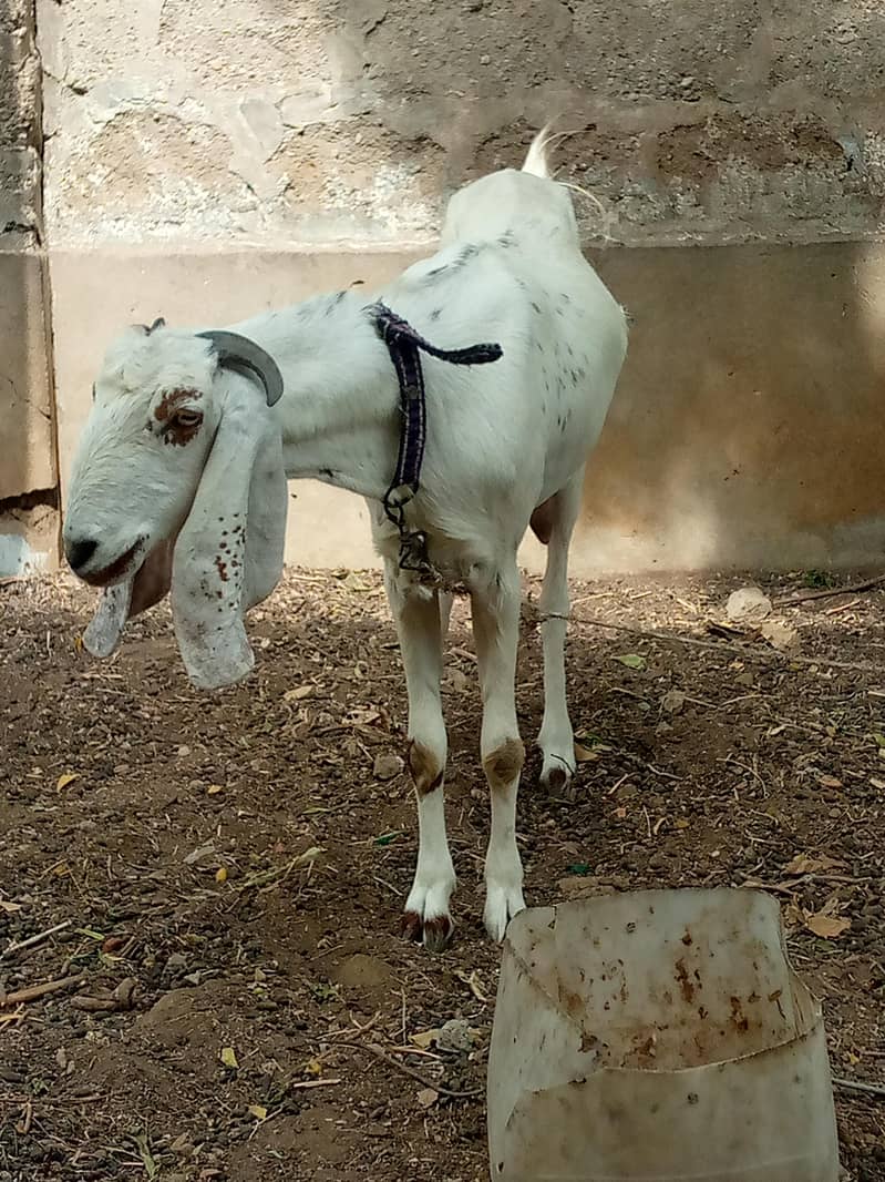 bakri 4