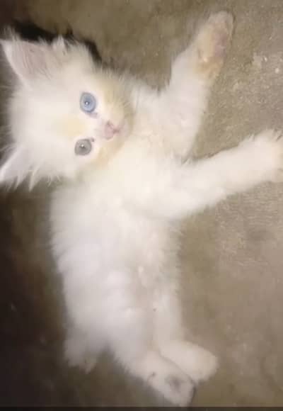 Kitten