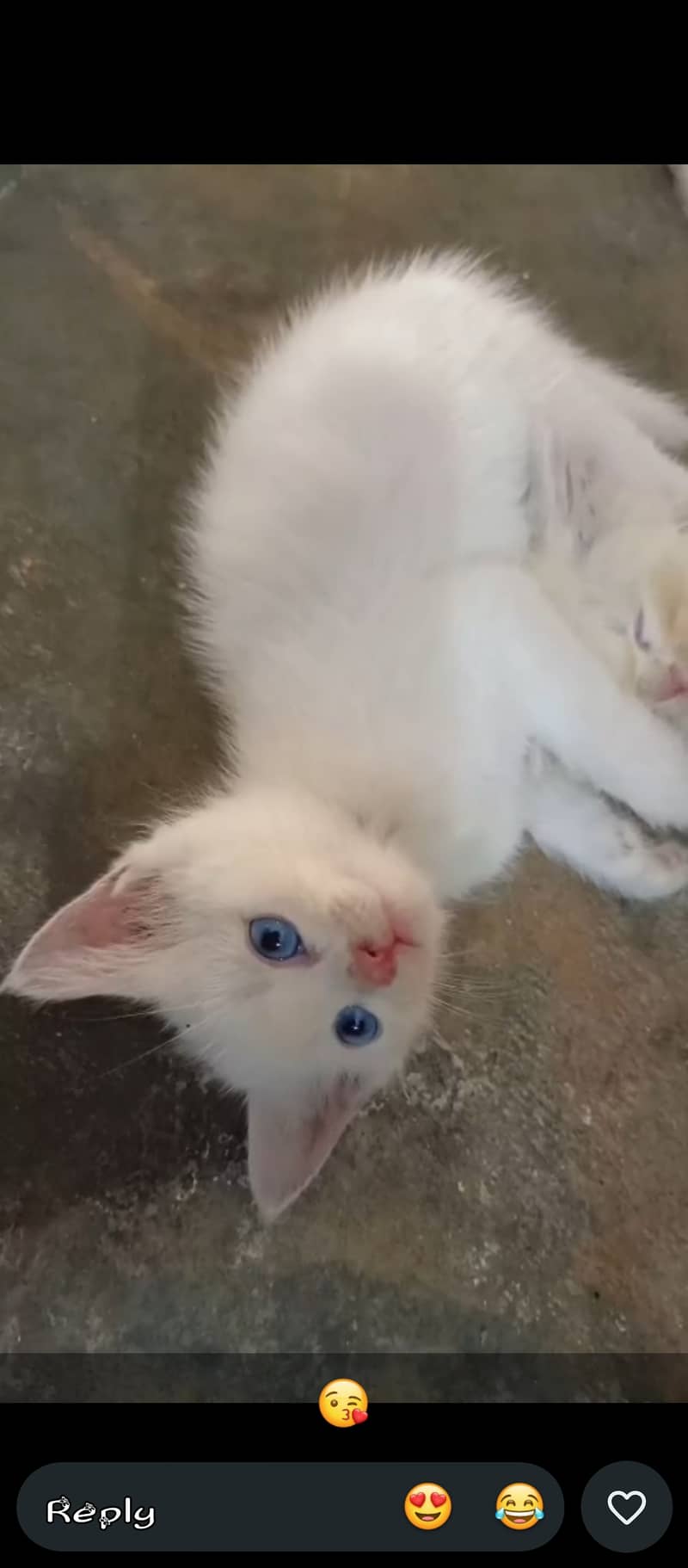 Kitten 1