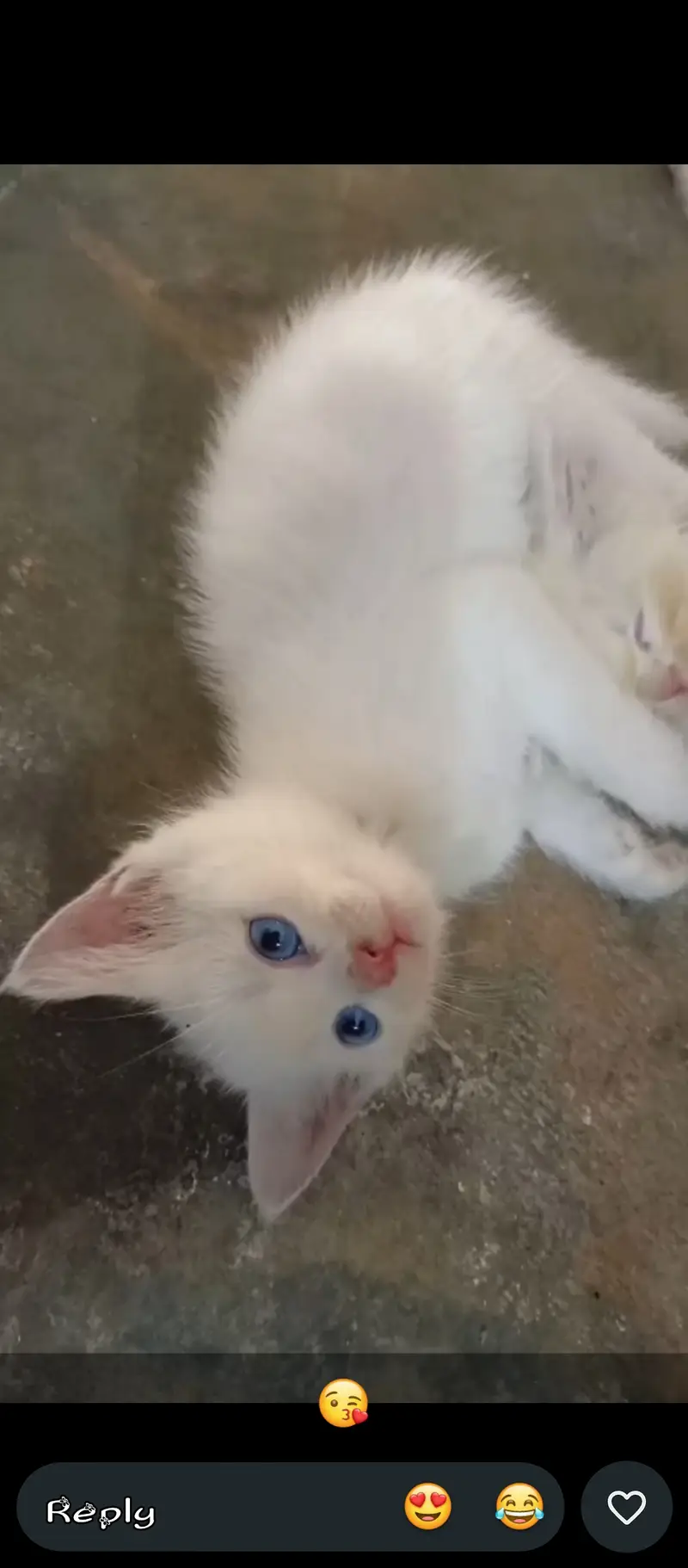 Kitten — photo 2