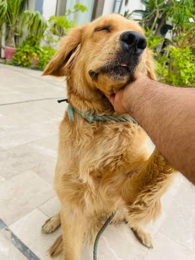golden retriever