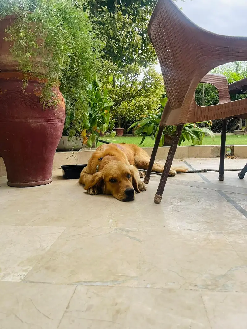 golden retriever — photo 2