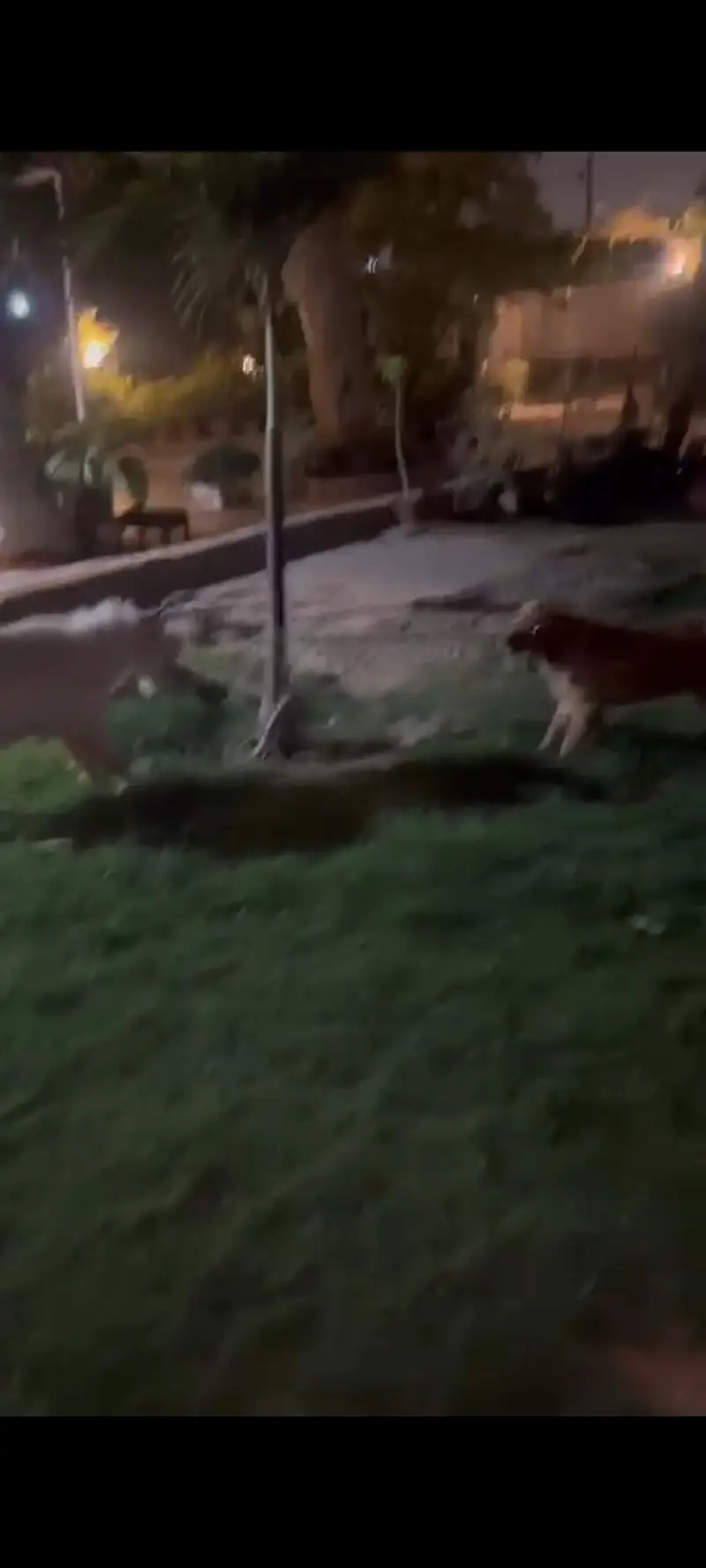 golden retriever — photo 3