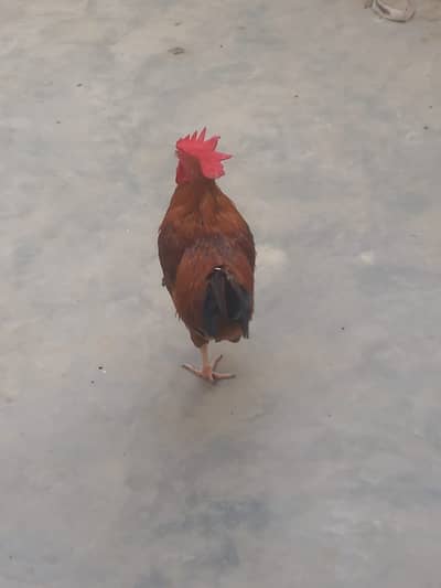Hen for sale …price:1500