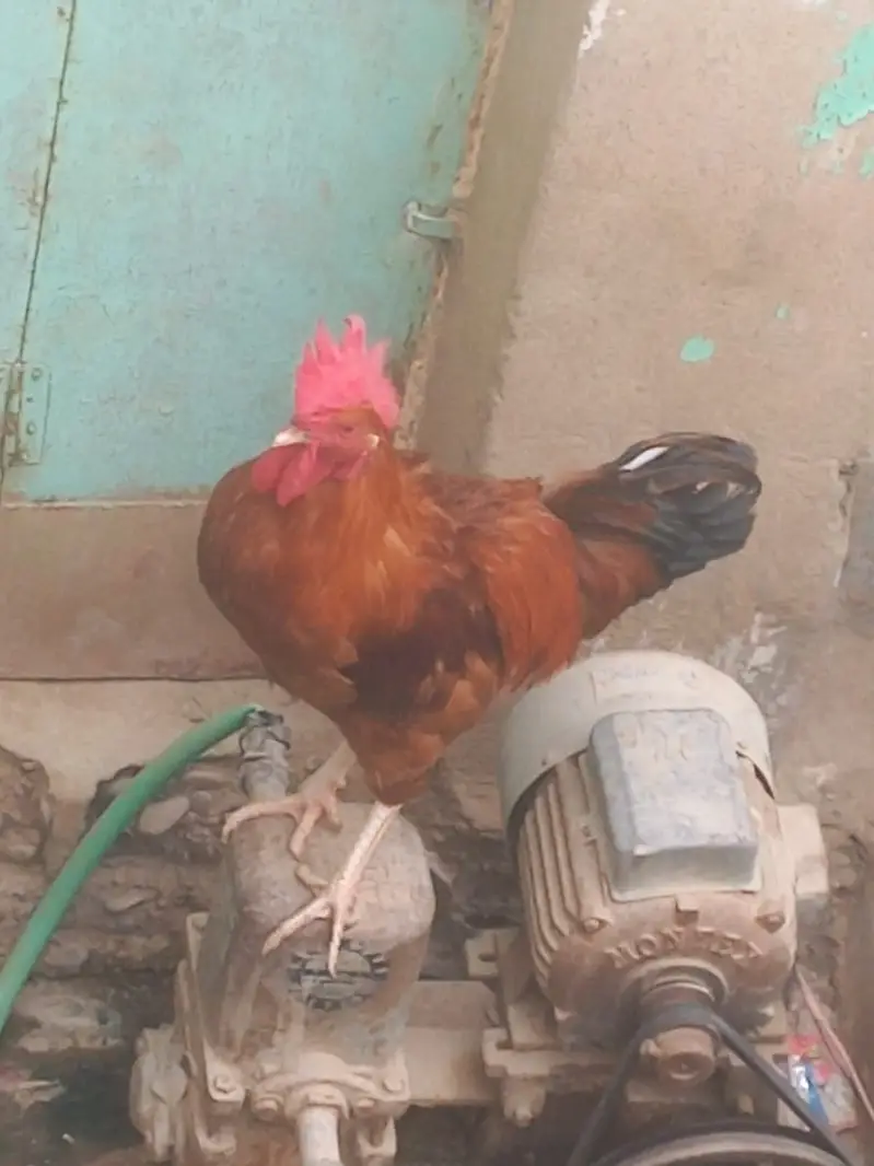 Hen for sale …price:1500 — photo 2