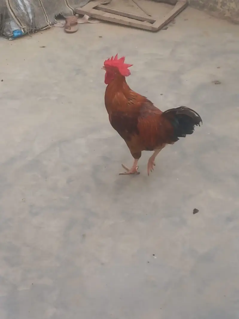 Hen for sale …price:1500 — photo 3
