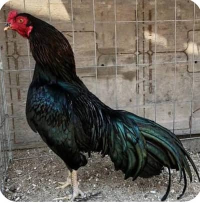 murge or murgia