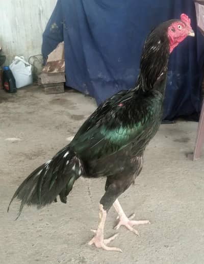lasani murga WhatsApp 03105018400