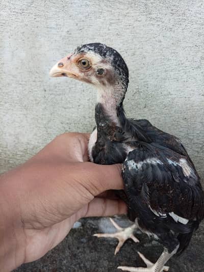 Aseel Chicks High Quality