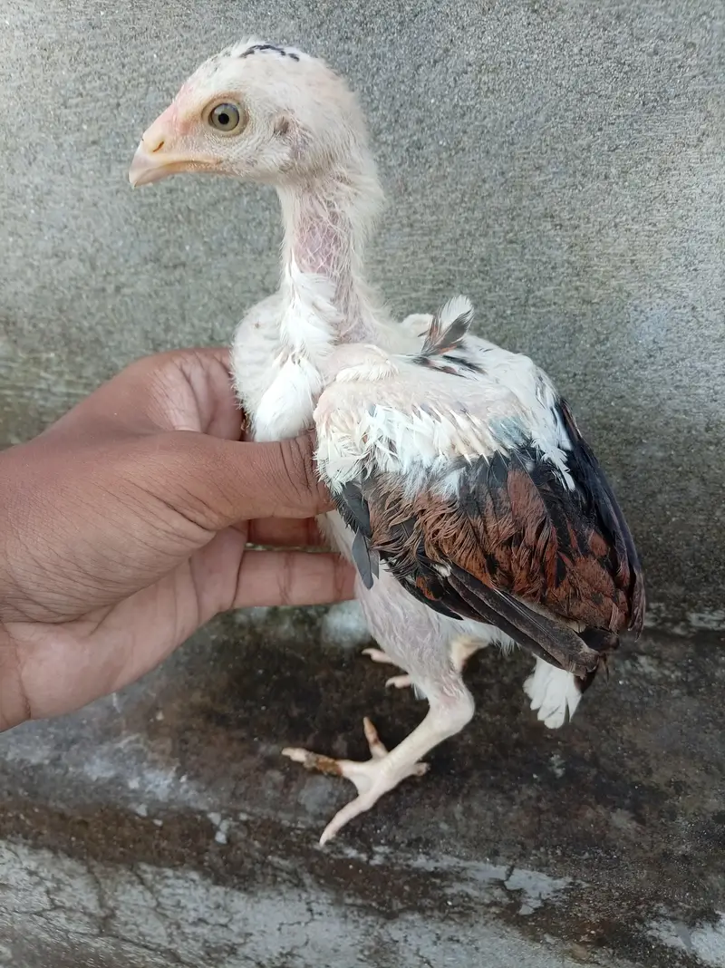 Aseel Chicks High Quality — photo 2