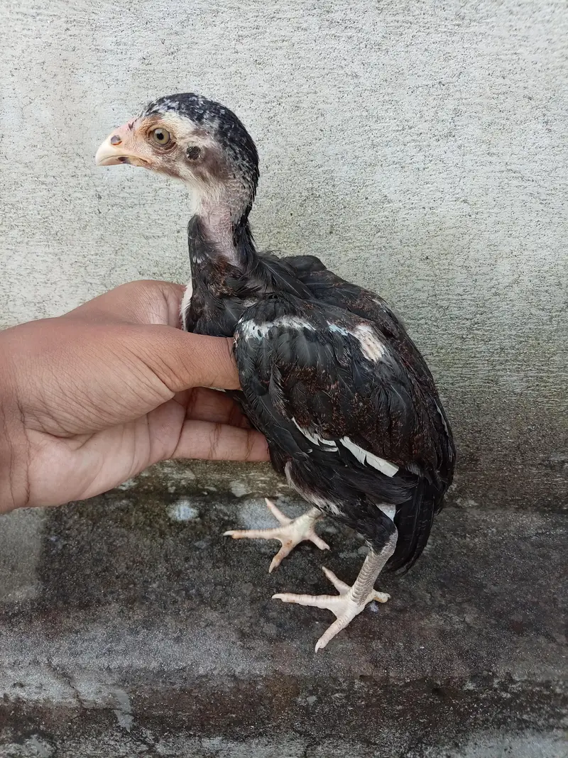 Aseel Chicks High Quality — photo 3