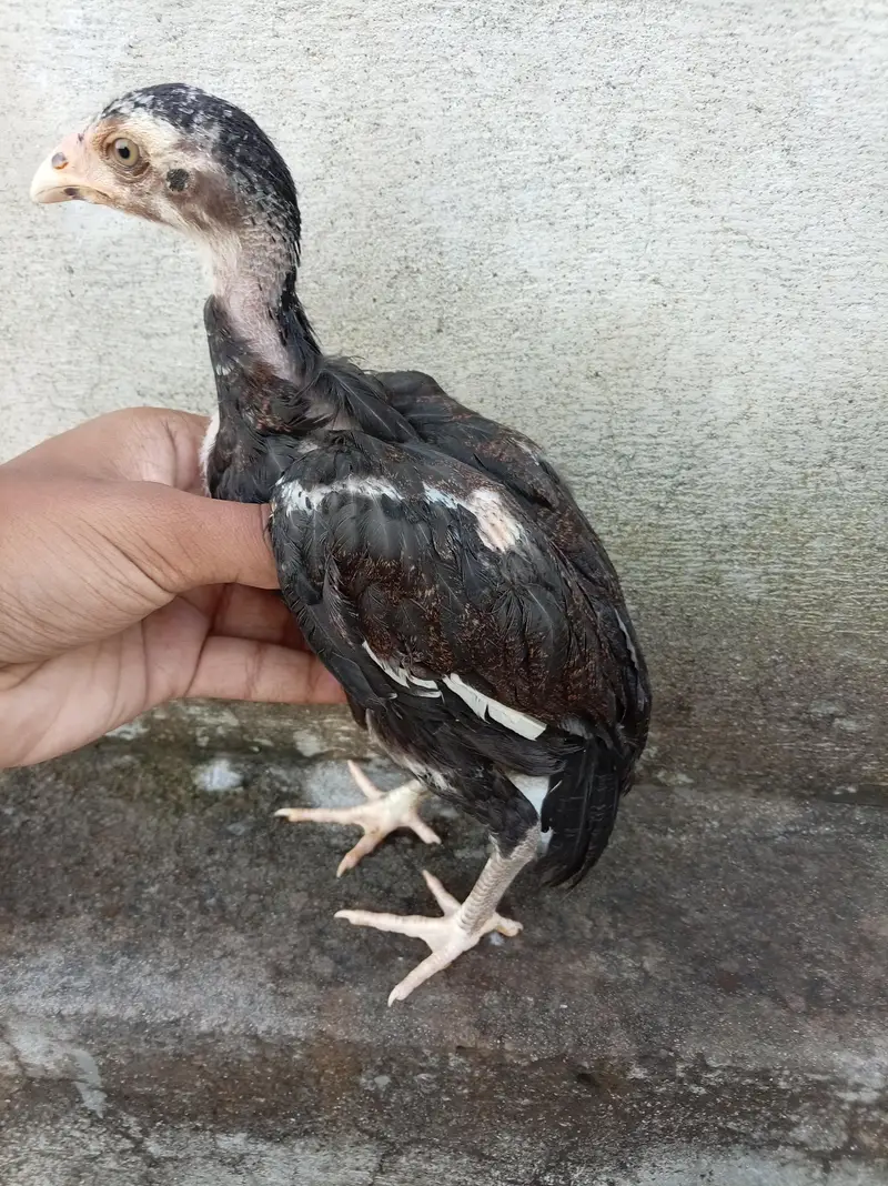 Aseel Chicks High Quality — photo 5