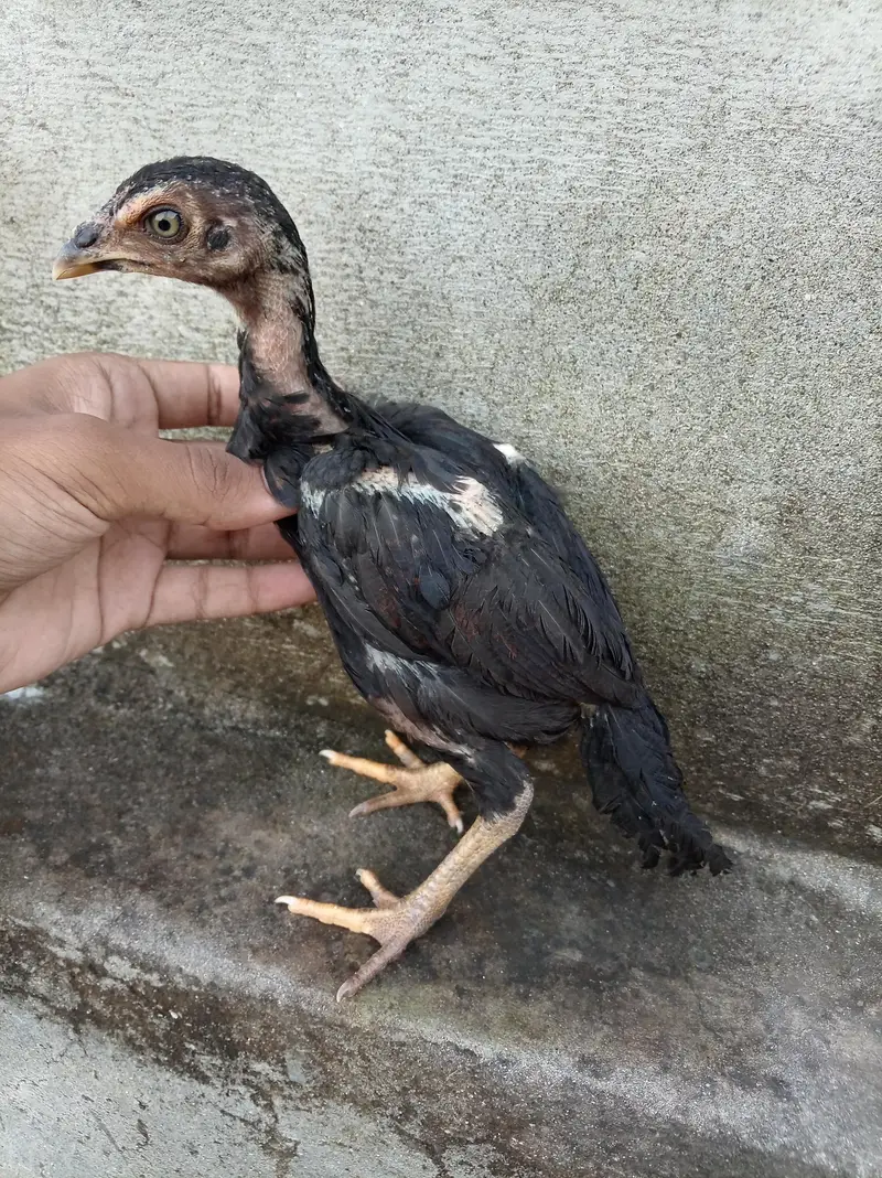 Aseel Chicks High Quality — photo 6