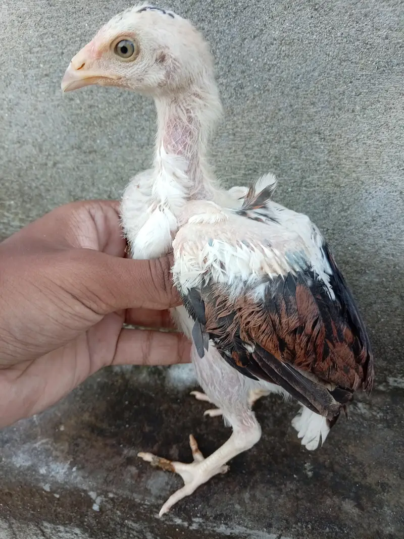 Aseel Chicks High Quality — photo 8
