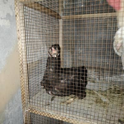 female Pakistani mushki