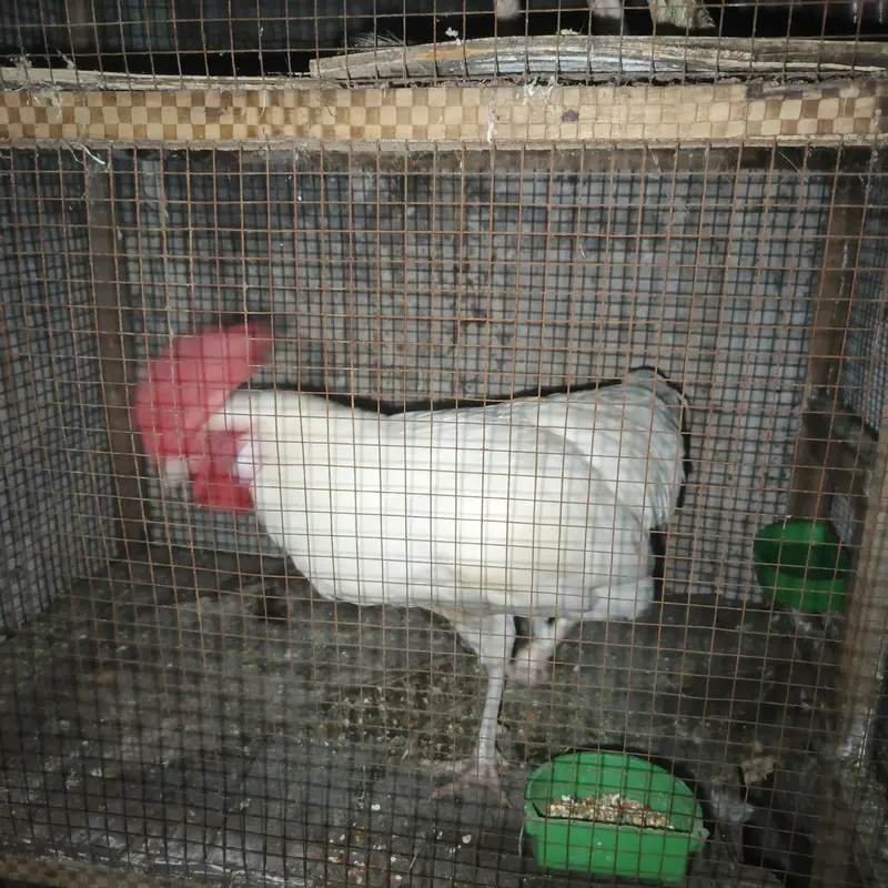 female Pakistani mushki — photo 2