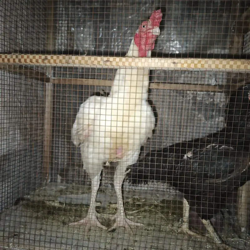 female Pakistani mushki — photo 3