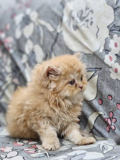 TRIPLE COATED PERSIAN KITTEN FOR SALE GINGER COLOR
