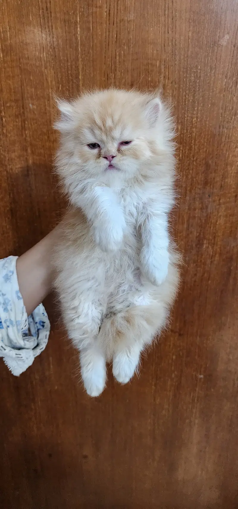 TRIPLE COATED PERSIAN KITTEN FOR SALE GINGER COLOR — photo 2