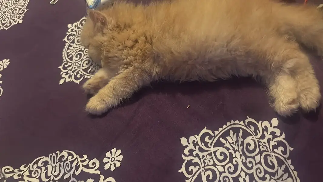 TRIPLE COATED PERSIAN KITTEN FOR SALE GINGER COLOR — photo 4