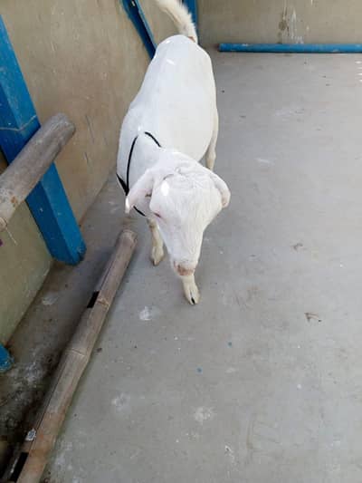 urgent sell taddi Bakra for sale