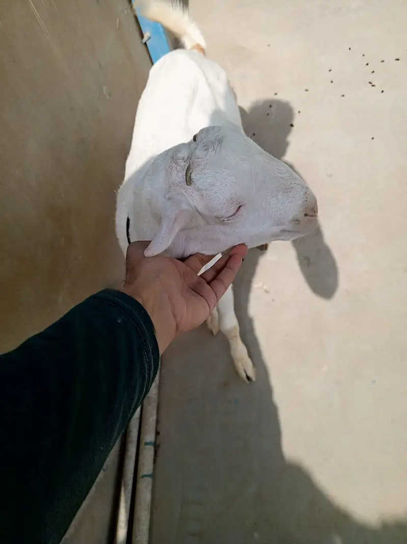 urgent sell taddi Bakra for sale — photo 2