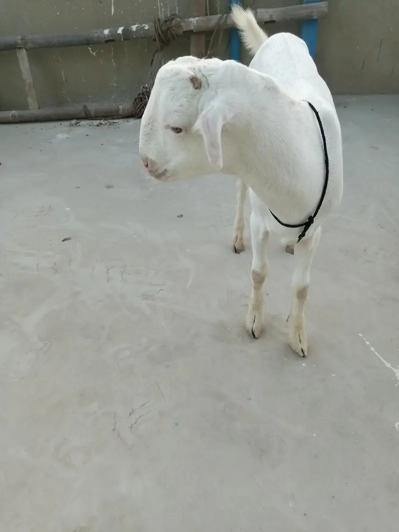 urgent sell taddi Bakra for sale — photo 4