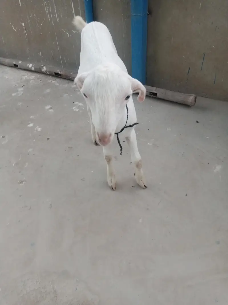urgent sell taddi Bakra for sale — photo 7