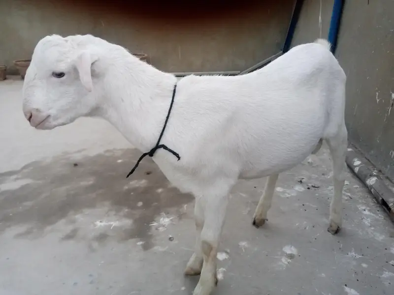 urgent sell taddi Bakra for sale — photo 8