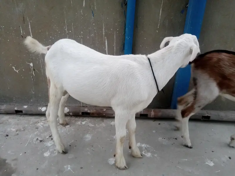 urgent sell taddi Bakra for sale — photo 9