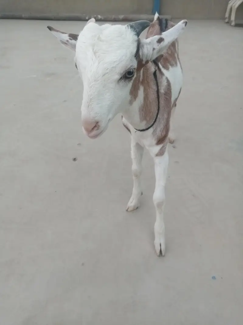 urgent sell taddi Bakra for sale — photo 12