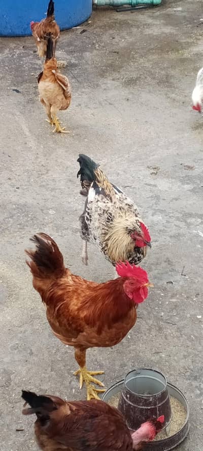 Golden Masri Male For Sale Home Feed
