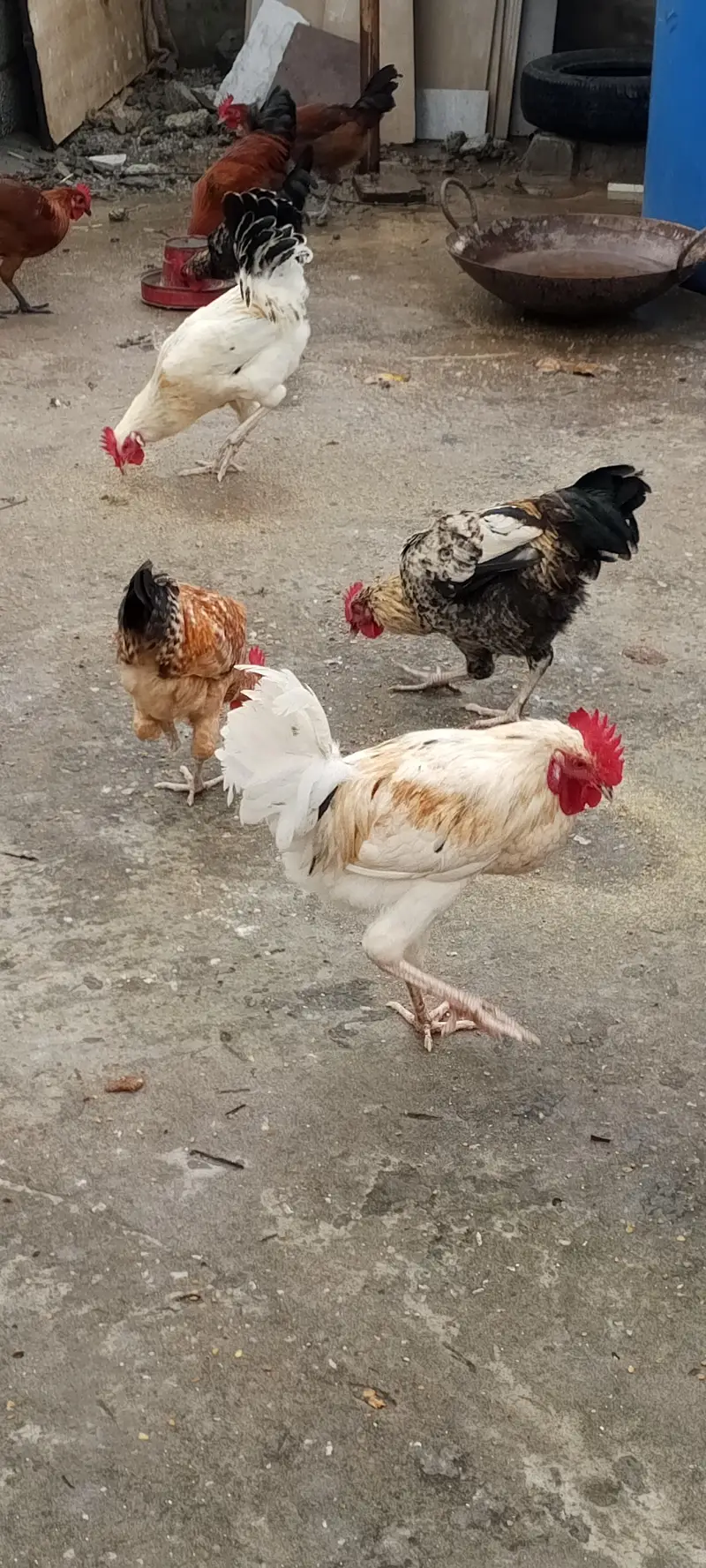 Golden Masri Male For Sale Home Feed — photo 2