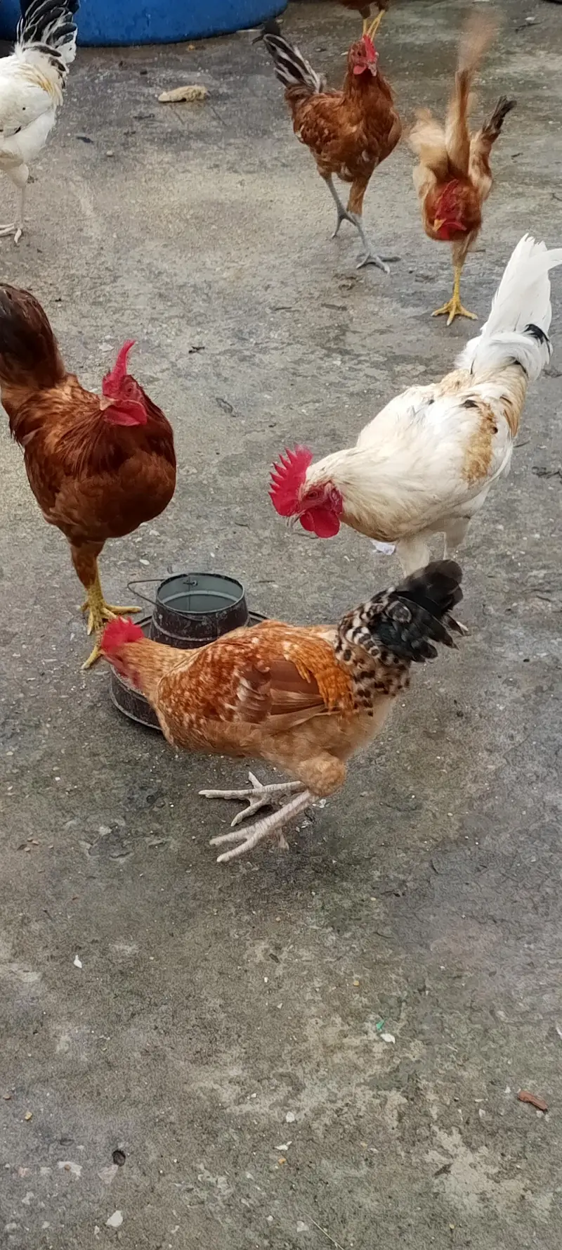 Golden Masri Male For Sale Home Feed — photo 3