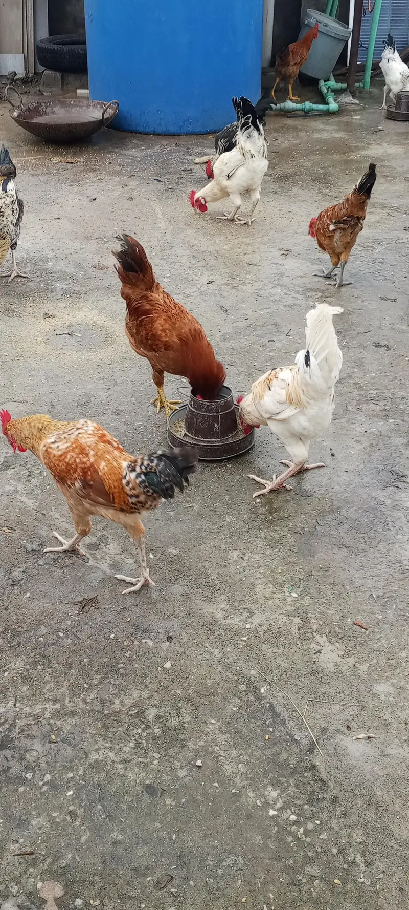Golden Masri Male For Sale Home Feed — photo 4