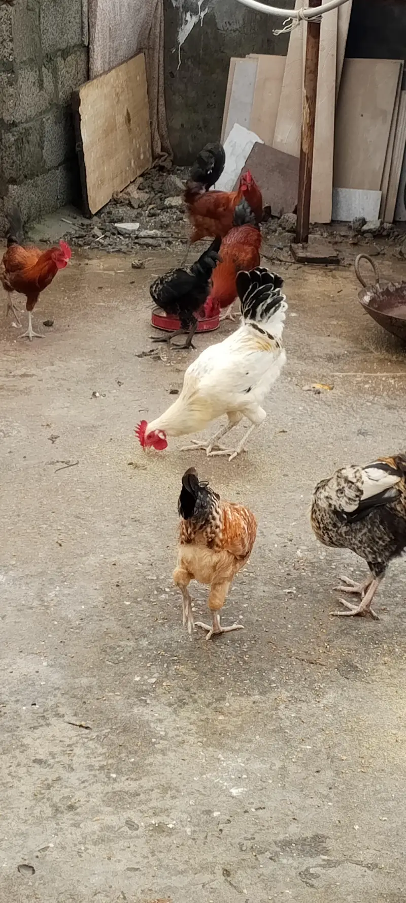 Golden Masri Male For Sale Home Feed — photo 5