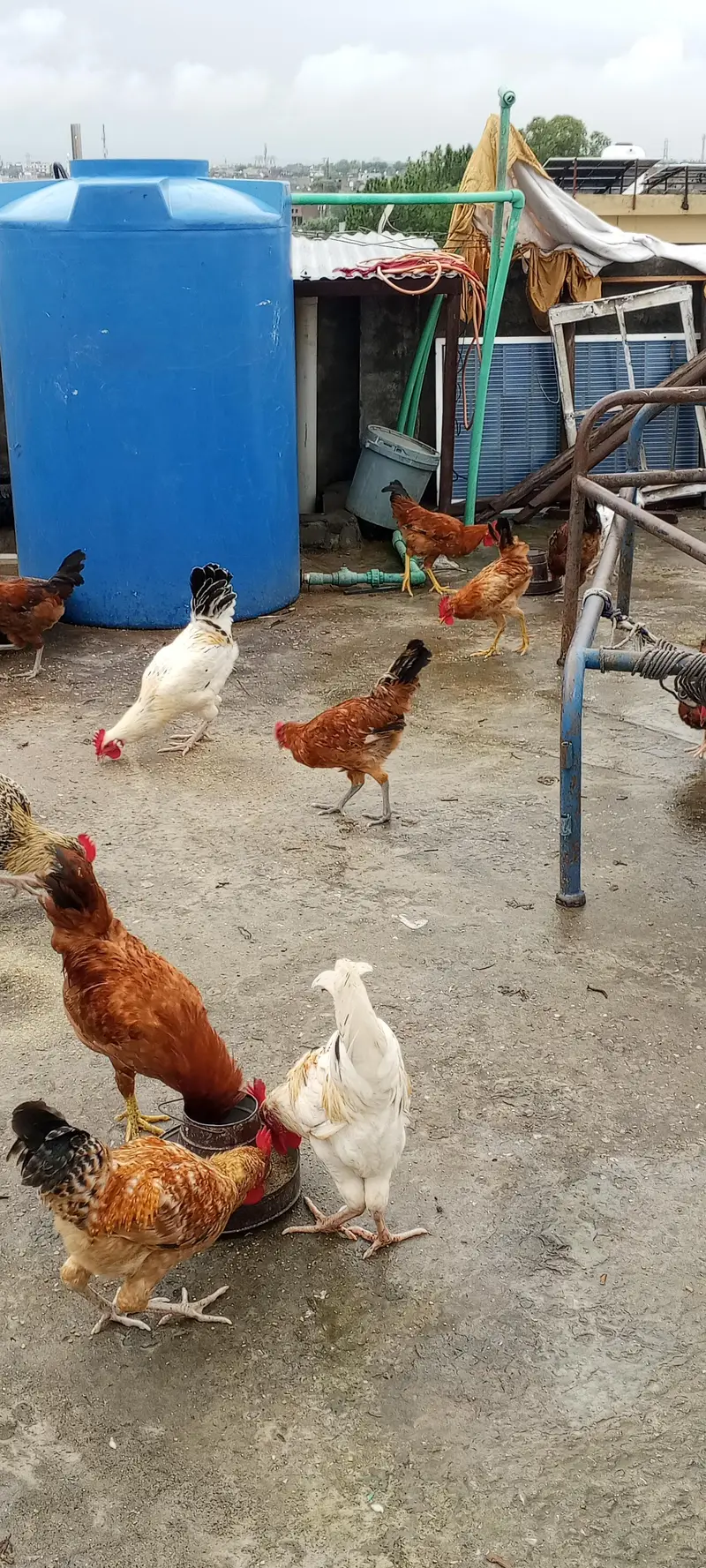 Golden Masri Male For Sale Home Feed — photo 6