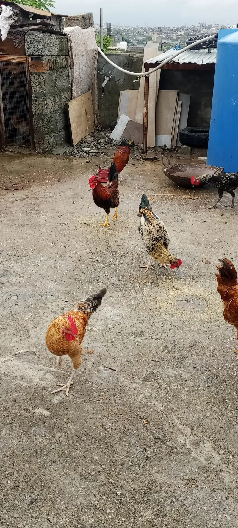 Golden Masri Male For Sale Home Feed — photo 7